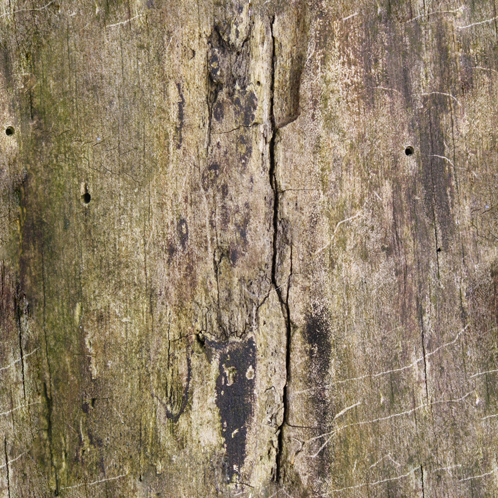 Forest Trees - Realistic Low Poly PBR Trees Models Texture_50