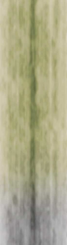 Forest Trees - Realistic Low Poly PBR Trees Models Texture_89