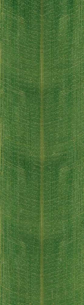 Forest Trees - Realistic Low Poly PBR Trees Models Texture_141