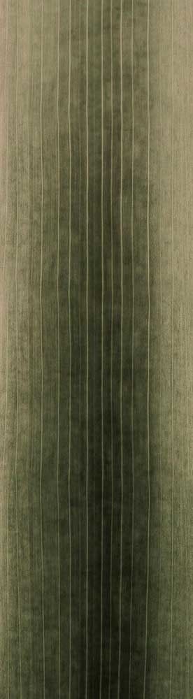 Forest Trees - Realistic Low Poly PBR Trees Models Texture_105