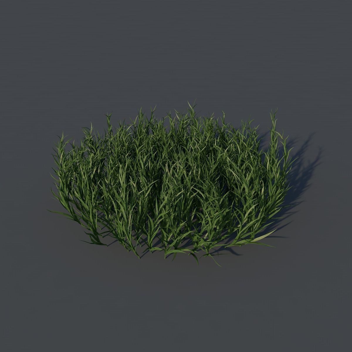 Forest Trees - Realistic Low Poly PBR Trees Models Texture_4