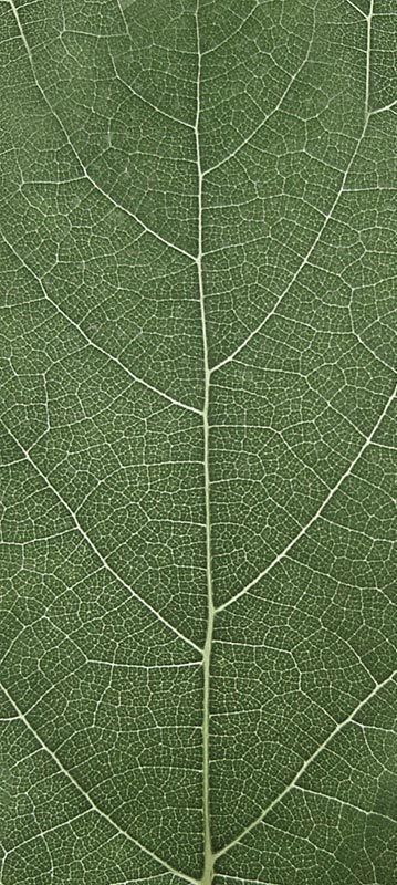 Forest Trees - Realistic Low Poly PBR Trees Models Texture_26