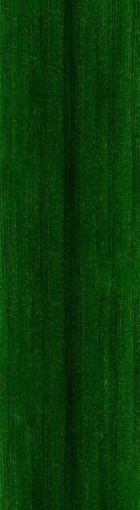 Forest Trees - Realistic Low Poly PBR Trees Models Texture_82