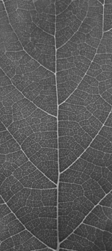 Forest Trees - Realistic Low Poly PBR Trees Models Texture_119