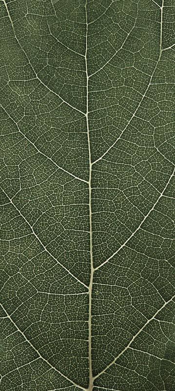 Forest Trees - Realistic Low Poly PBR Trees Models Texture_30