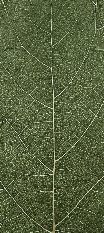 Forest Trees - Realistic Low Poly PBR Trees Models Texture_10