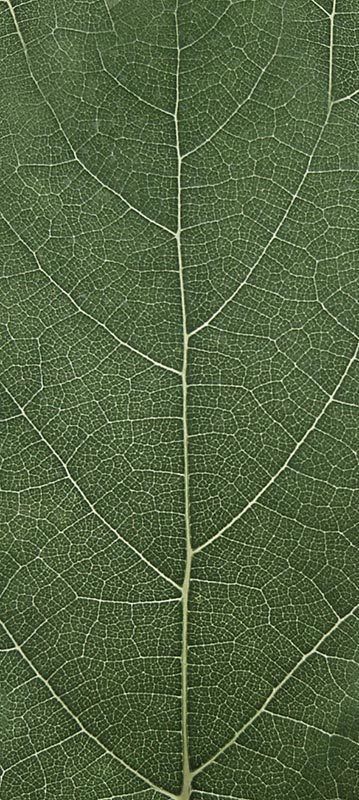 Forest Trees - Realistic Low Poly PBR Trees Models Texture_7