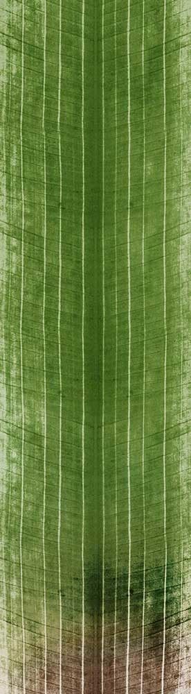 Forest Trees - Realistic Low Poly PBR Trees Models Texture_126