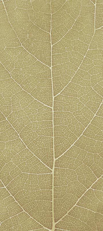 Forest Trees - Realistic Low Poly PBR Trees Models Texture_29