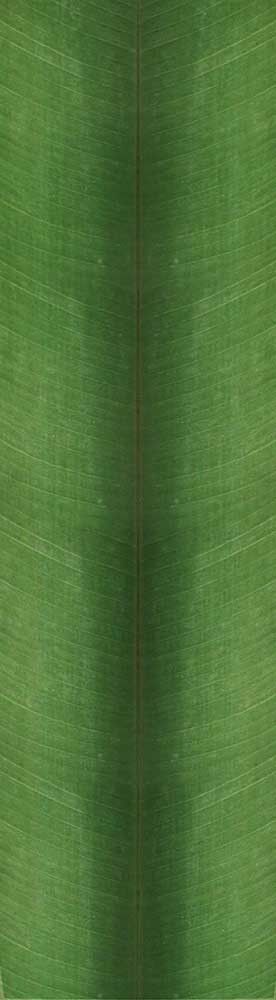 Forest Trees - Realistic Low Poly PBR Trees Models Texture_111