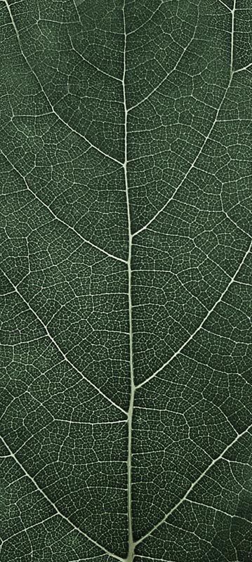 Forest Trees - Realistic Low Poly PBR Trees Models Texture_11