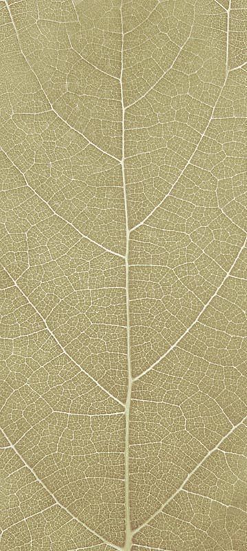 Forest Trees - Realistic Low Poly PBR Trees Models Texture_31