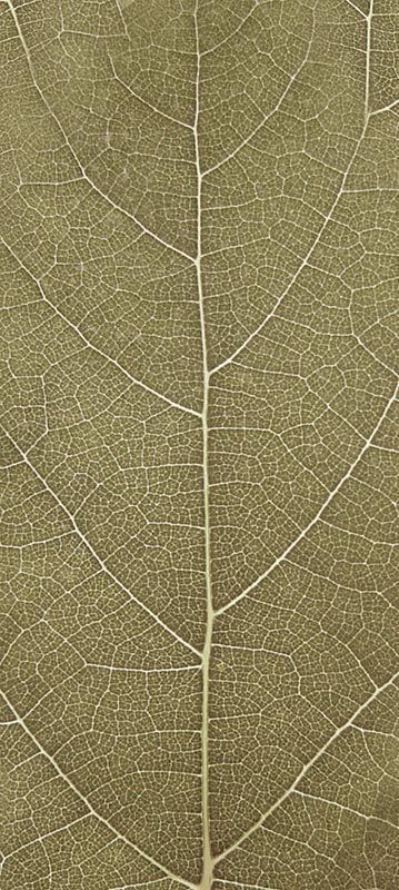 Forest Trees - Realistic Low Poly PBR Trees Models Texture_16