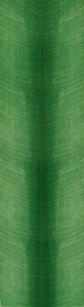 Forest Trees - Realistic Low Poly PBR Trees Models Texture_114