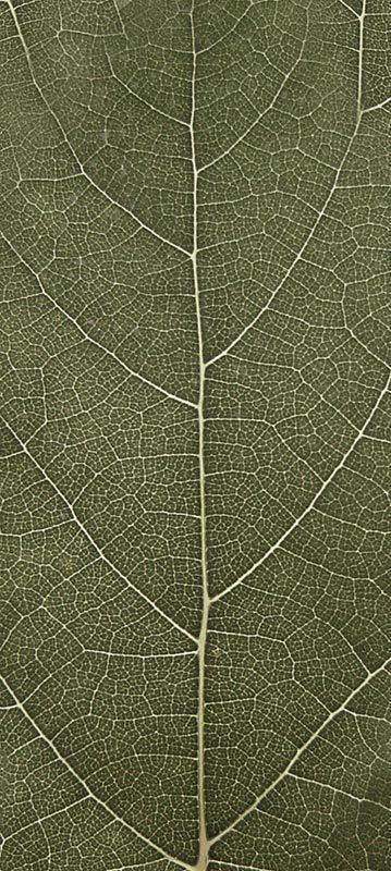 Forest Trees - Realistic Low Poly PBR Trees Models Texture_21