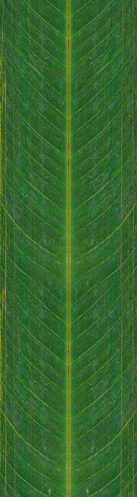 Forest Trees - Realistic Low Poly PBR Trees Models Texture_134