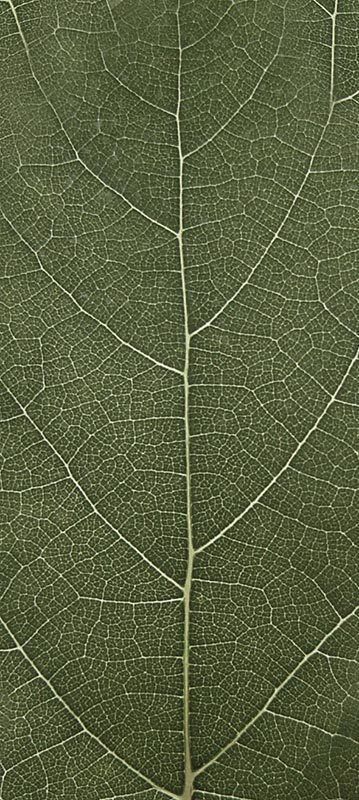 Forest Trees - Realistic Low Poly PBR Trees Models Texture_24