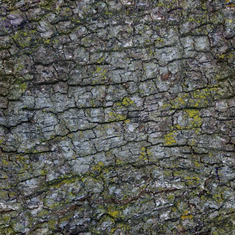 Forest Trees - Realistic Low Poly PBR Trees Models Texture_71