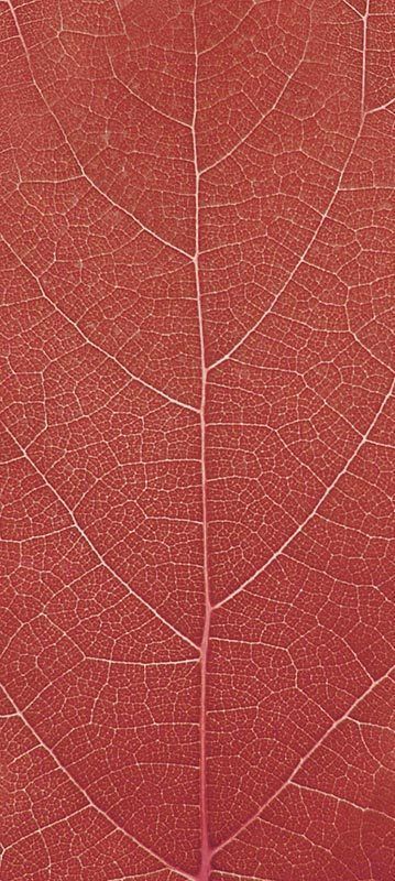 Forest Trees - Realistic Low Poly PBR Trees Models Texture_35