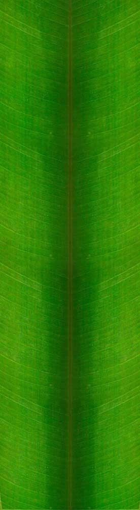 Forest Trees - Realistic Low Poly PBR Trees Models Texture_109