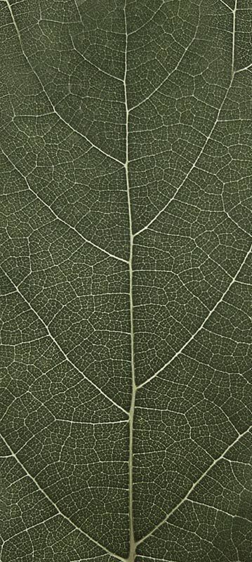 Forest Trees - Realistic Low Poly PBR Trees Models Texture_25