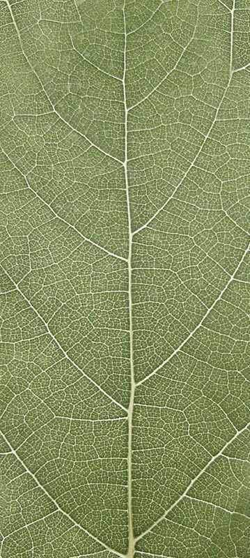 Forest Trees - Realistic Low Poly PBR Trees Models Texture_44