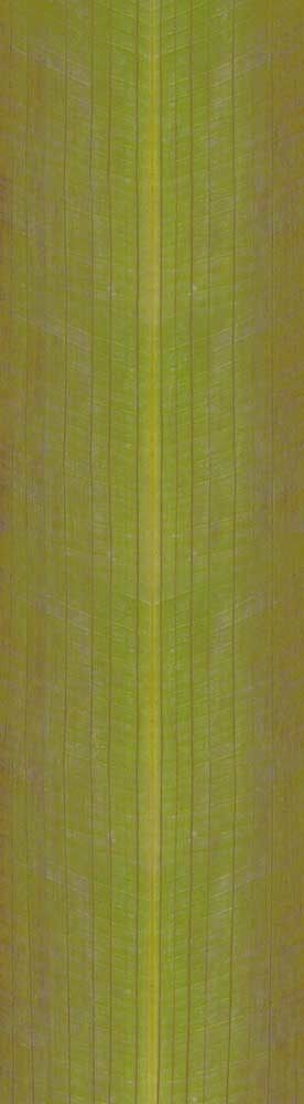 Forest Trees - Realistic Low Poly PBR Trees Models Texture_77