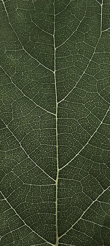 Forest Trees - Realistic Low Poly PBR Trees Models Texture_6