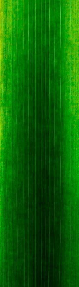 Forest Trees - Realistic Low Poly PBR Trees Models Texture_101