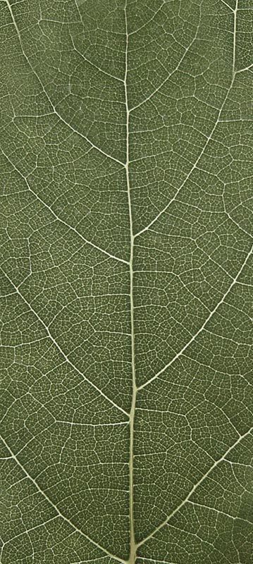 Forest Trees - Realistic Low Poly PBR Trees Models Texture_22