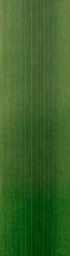 Forest Trees - Realistic Low Poly PBR Trees Models Texture_106