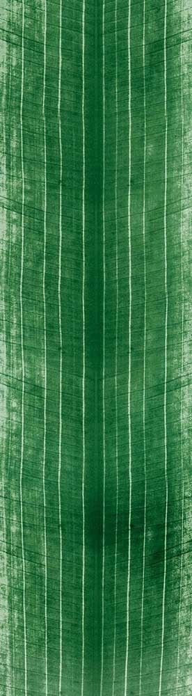 Forest Trees - Realistic Low Poly PBR Trees Models Texture_128