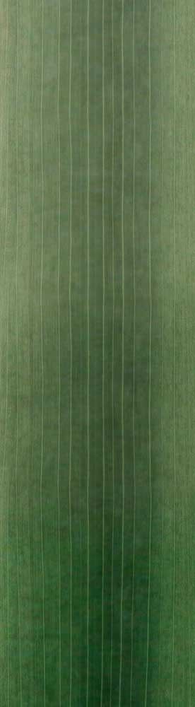 Forest Trees - Realistic Low Poly PBR Trees Models Texture_108