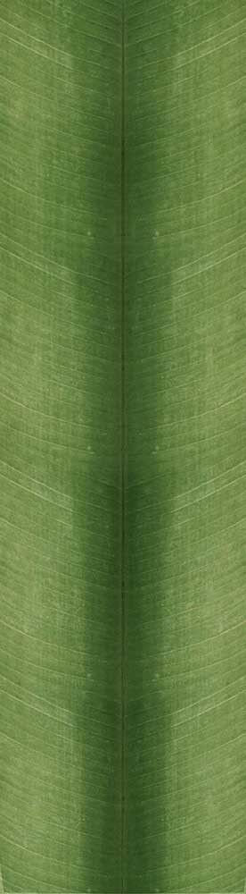 Forest Trees - Realistic Low Poly PBR Trees Models Texture_116