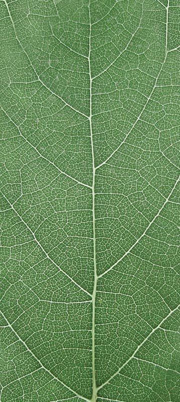 Forest Trees - Realistic Low Poly PBR Trees Models Texture_32