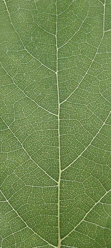 Forest Trees - Realistic Low Poly PBR Trees Models Texture_115