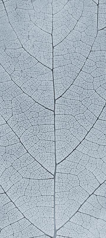 Forest Trees - Realistic Low Poly PBR Trees Models Texture_5