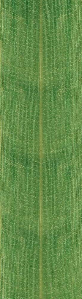 Forest Trees - Realistic Low Poly PBR Trees Models Texture_145