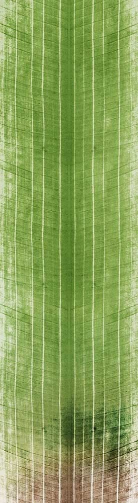 Forest Trees - Realistic Low Poly PBR Trees Models Texture_130