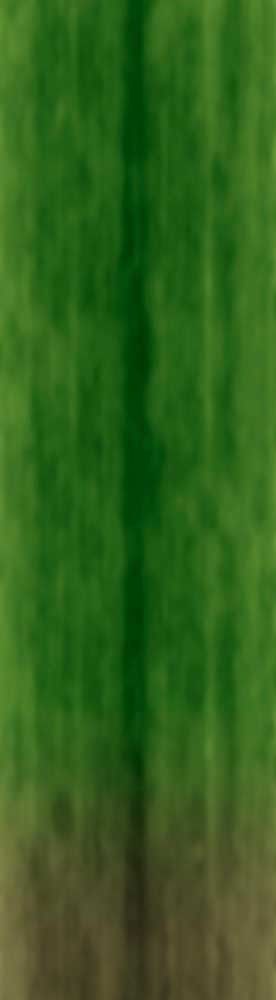 Forest Trees - Realistic Low Poly PBR Trees Models Texture_88