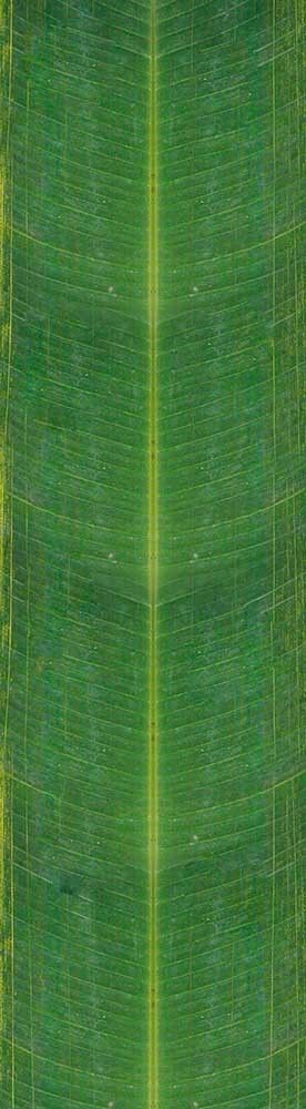 Forest Trees - Realistic Low Poly PBR Trees Models Texture_139