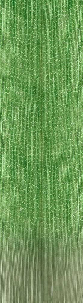 Forest Trees - Realistic Low Poly PBR Trees Models Texture_96