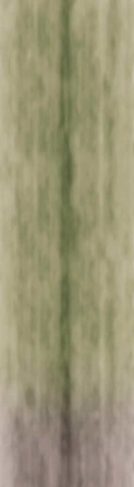 Forest Trees - Realistic Low Poly PBR Trees Models Texture_81