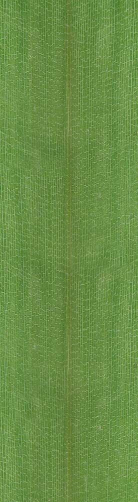 Forest Trees - Realistic Low Poly PBR Trees Models Texture_92