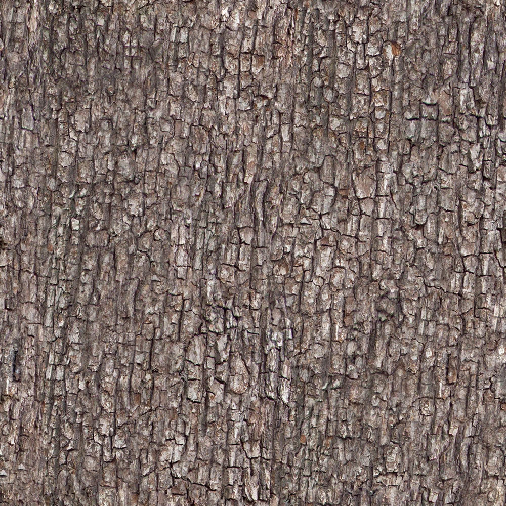 Forest Trees - Realistic Low Poly PBR Trees Models Texture_48