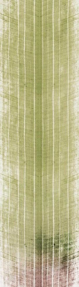 Forest Trees - Realistic Low Poly PBR Trees Models Texture_132