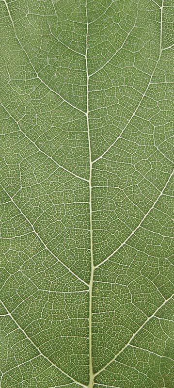 Forest Trees - Realistic Low Poly PBR Trees Models Texture_38