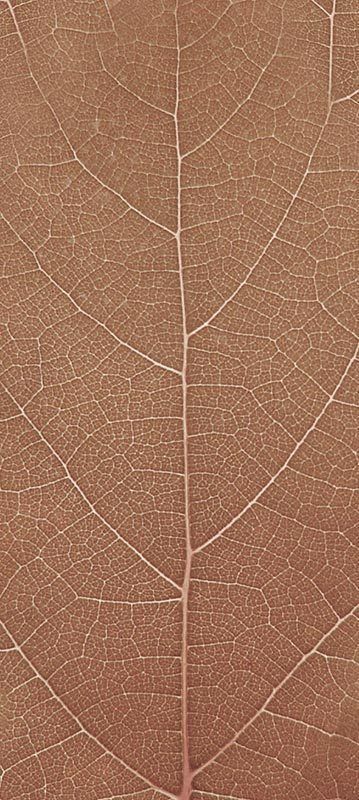 Forest Trees - Realistic Low Poly PBR Trees Models Texture_34