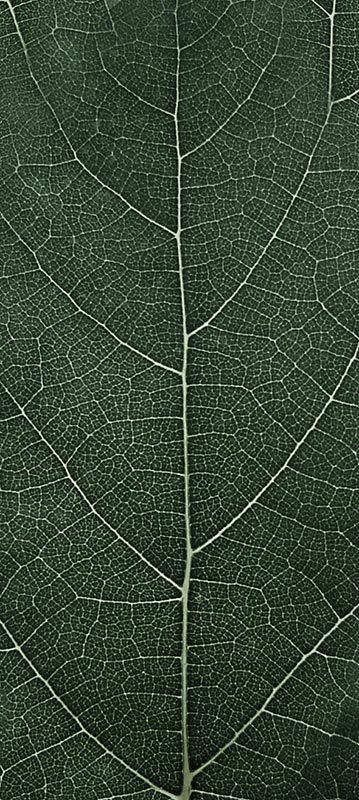 Forest Trees - Realistic Low Poly PBR Trees Models Texture_19