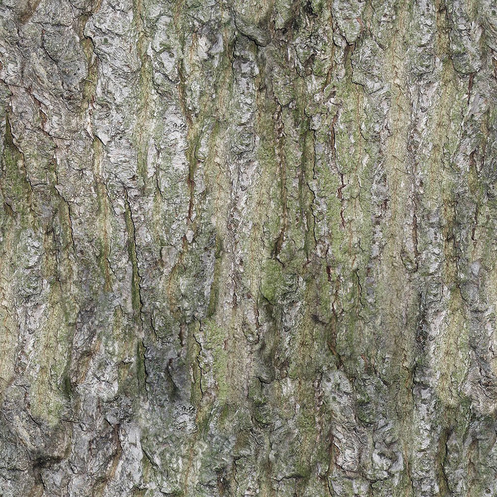 Forest Trees - Realistic Low Poly PBR Trees Models Texture_74